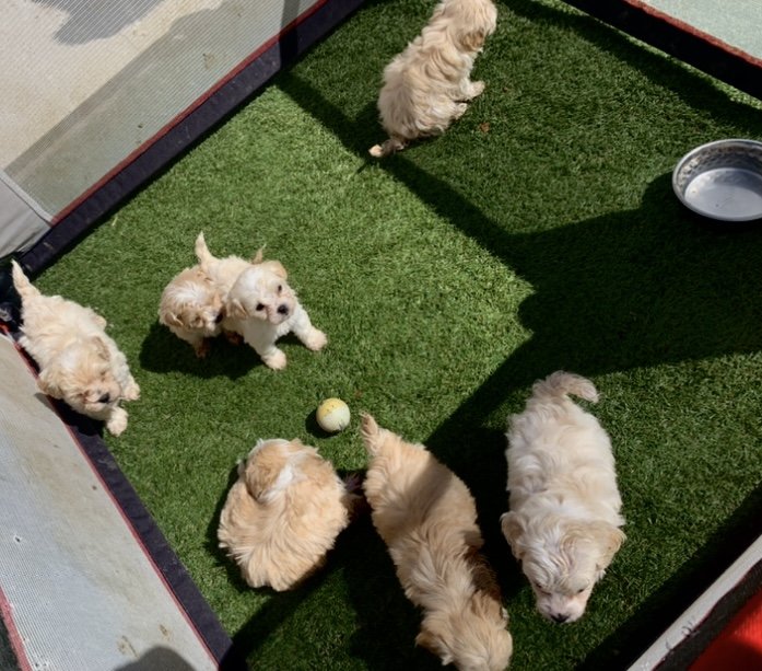 Stunning Maltipoo puppies available now !!! Image eClassifieds4u