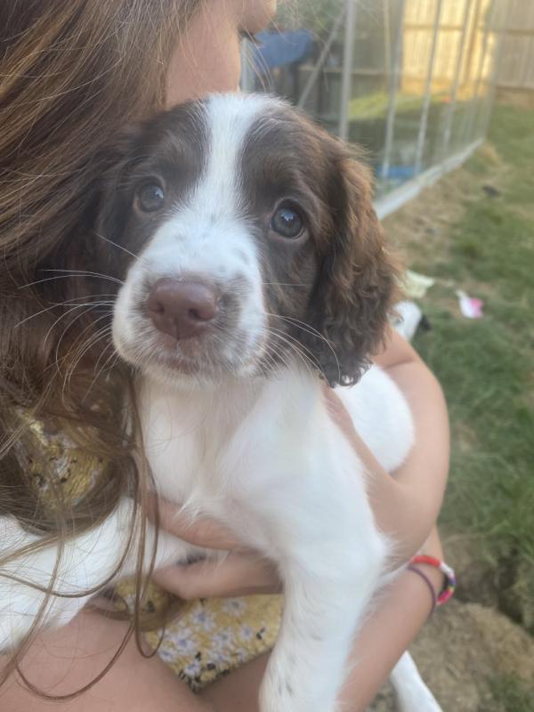English Springer Spaniel Puppies available Image eClassifieds4u
