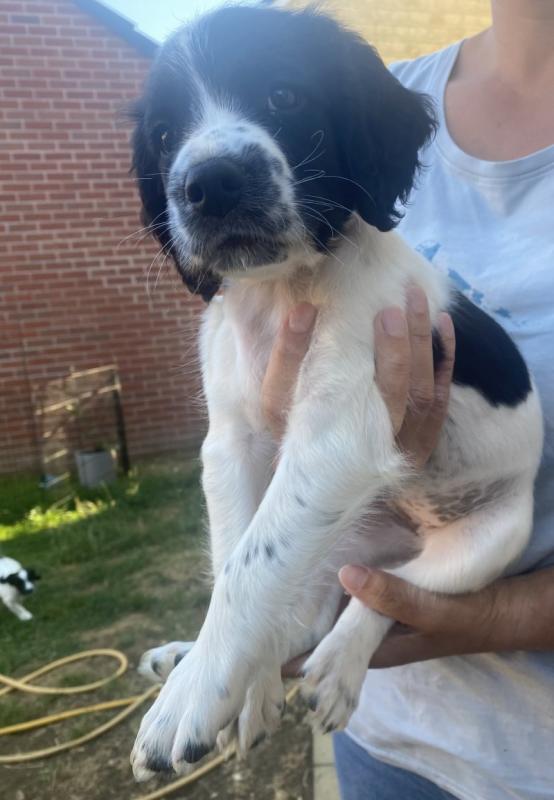 English Springer Spaniel Puppies available Image eClassifieds4u