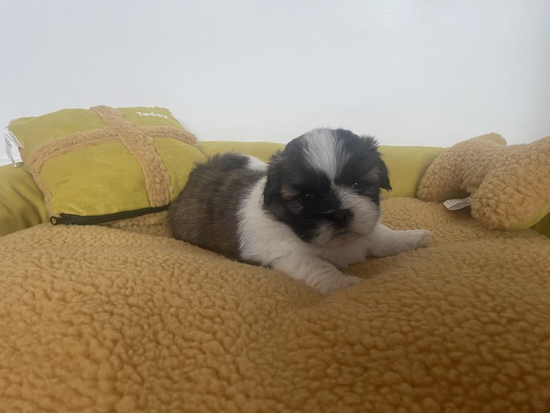 Shih Tzu Puppies ready for adoption Image eClassifieds4u