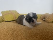 Shih Tzu Puppies ready for adoption