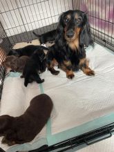 KC Miniature Dachshund Puppies