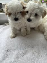 Beautiful maltipoo puppies