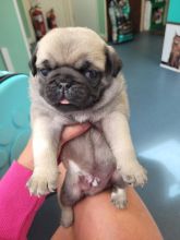 Kc Registered Pug Puppies ready for loving homes..