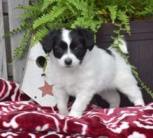 Papillon Puppies Available for adoption..