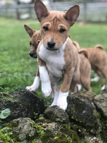 Basenji Puppies ready for loving homes ( Delivery possible ) Image eClassifieds4u