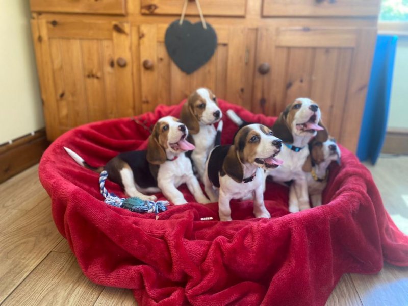 Beagle Puppies available Image eClassifieds4u