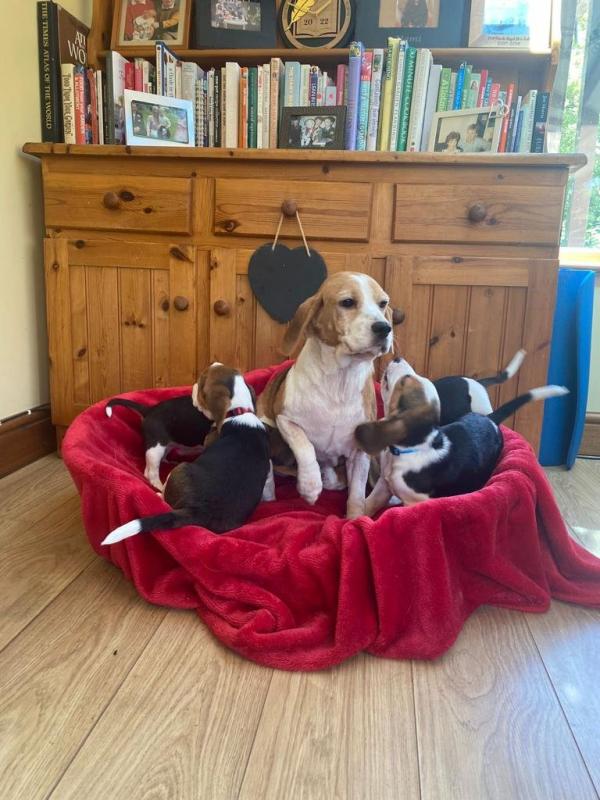 Beagle Puppies available Image eClassifieds4u