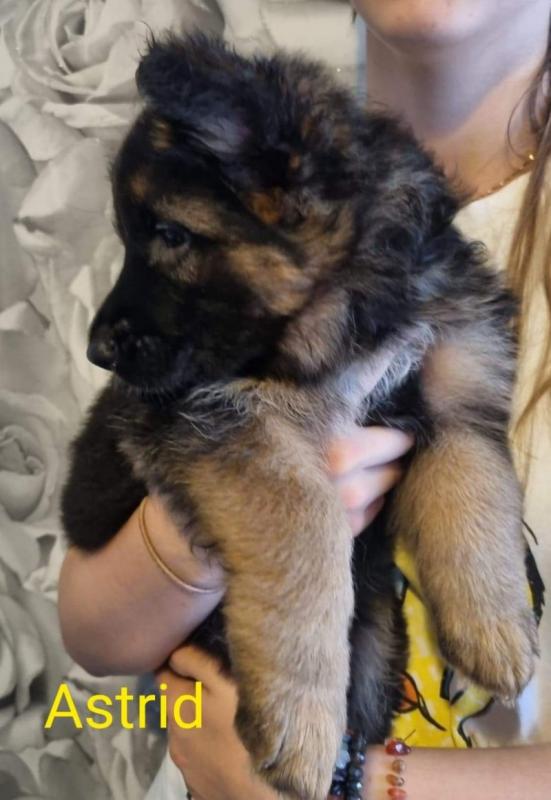 BEAUTIFUL GERMAN SHEPHERD PUPPIES Image eClassifieds4u