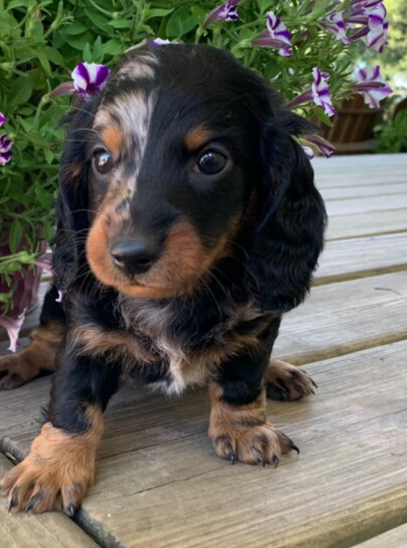 Dachshund puppies for sale Image eClassifieds4u