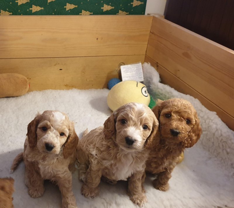 Gorgeous F1b C0CKERPOO Puppies Image eClassifieds4u
