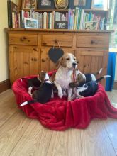 Beagle Puppies available Image eClassifieds4u 1