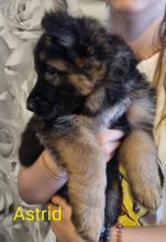 BEAUTIFUL GERMAN SHEPHERD PUPPIES Image eClassifieds4u 3