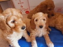 Gorgeous F1b C0CKERPOO Puppies Image eClassifieds4u 1