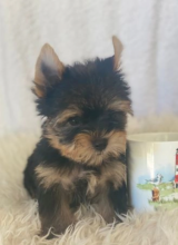 Mini Yorkie puppies for sale Image eClassifieds4u 4