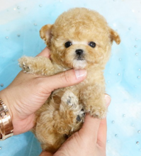 Stunning KC Registered Red Miniature Poodle Puppies for sale Image eClassifieds4u 3