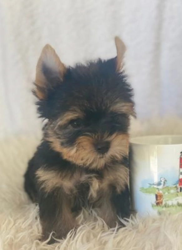 Mini Yorkie puppies for sale Image eClassifieds4u