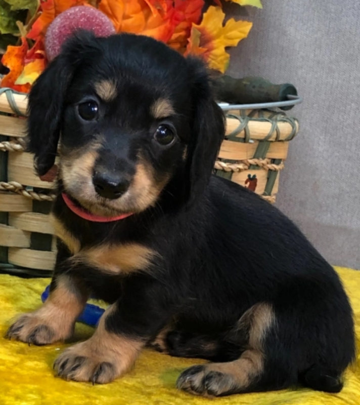 Miniature dachshund Image eClassifieds4u