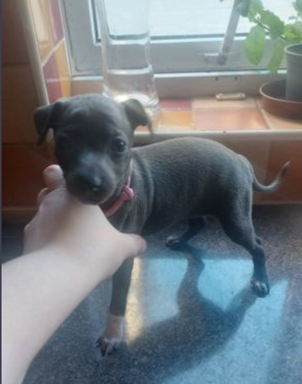 Outstanding Italian Greyhounds -Cream, Blue, Fawn Image eClassifieds4u