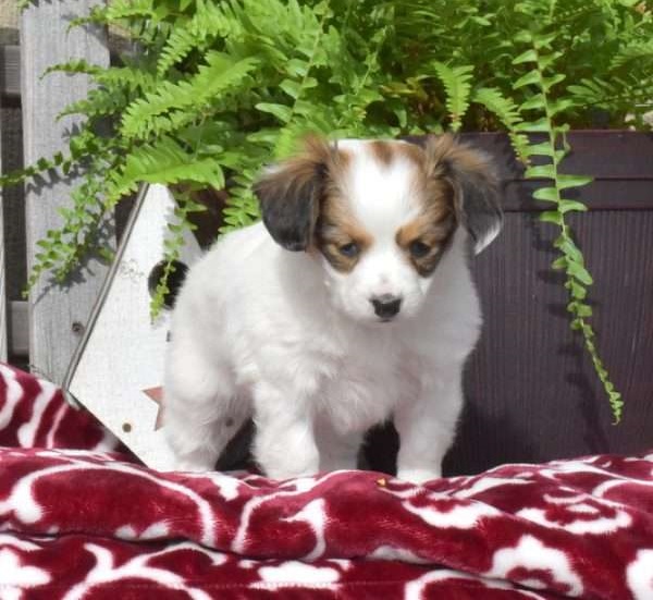 Papillon Puppies Available for adoption.. Image eClassifieds4u