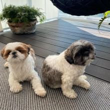 Shih Tzu Puppies For rehoming ....