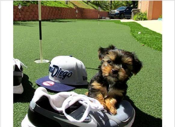 Yorkie puppies For Adoption.... Image eClassifieds4u