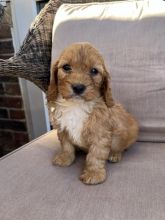 Beautiful Cavapoo puppies.