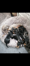 Beautiful Miniature Dachshund puppies