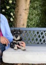 Beautiful miniature schnauzer puppies