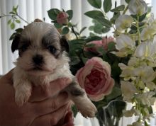 Beautiful pedigree imperial Shih Tzu puppies