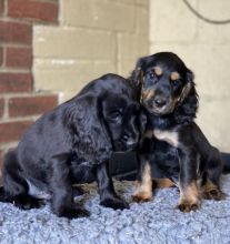 C0CKER SPANIEL PUPPIES !!!!