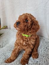 Deep Red Super Tiny Toy Poodle puppies
