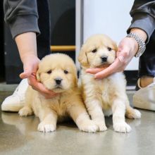 Golden Retriever pups for sale