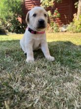 kC Registered black and Yellow Labrador retriever puppies