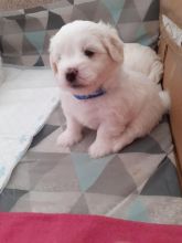 KC Registered Coton de Tulear Puppies