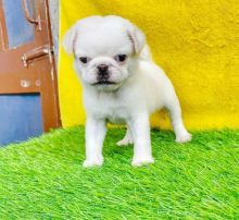 Pug puppies ready to go