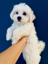PURE MALTESE PUPPIES AVAILABLE