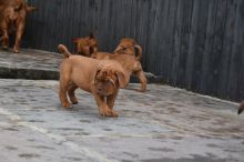 Show quality Dogue de Bordeaux puppies