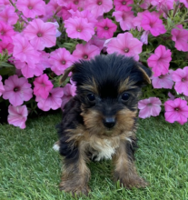 Teacup Yorkie puppies available