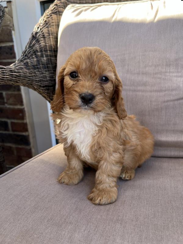 Beautiful Cavapoo puppies. Image eClassifieds4u