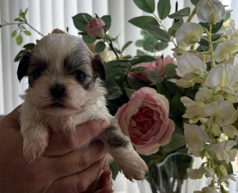 Beautiful pedigree imperial Shih Tzu puppies Image eClassifieds4u