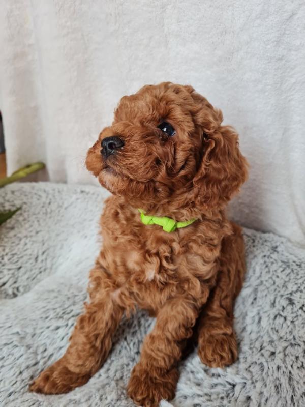 Deep Red Super Tiny Toy Poodle puppies Image eClassifieds4u