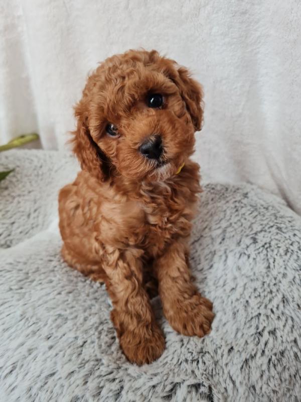 Deep Red Super Tiny Toy Poodle puppies Image eClassifieds4u