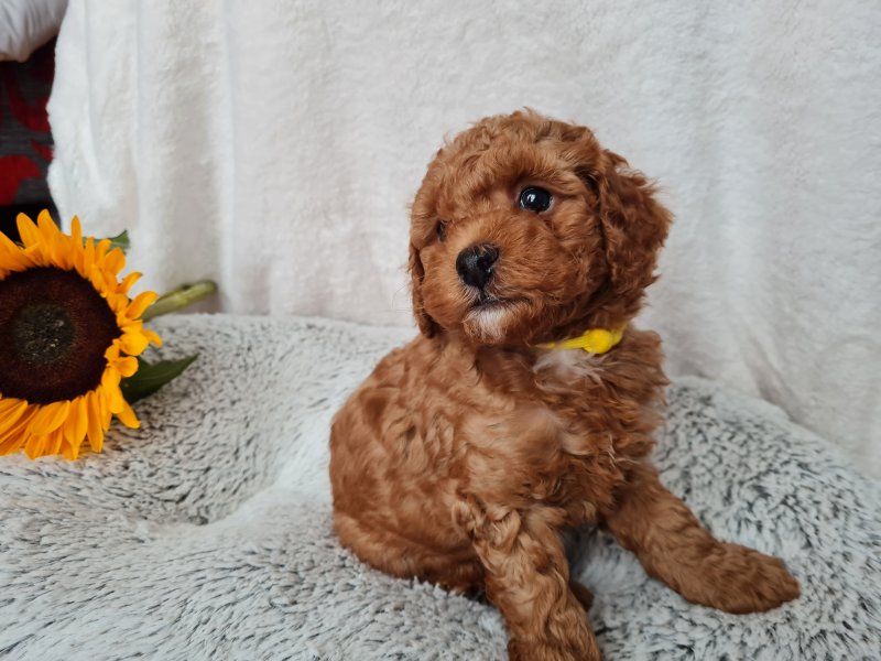 Deep Red Super Tiny Toy Poodle puppies Image eClassifieds4u