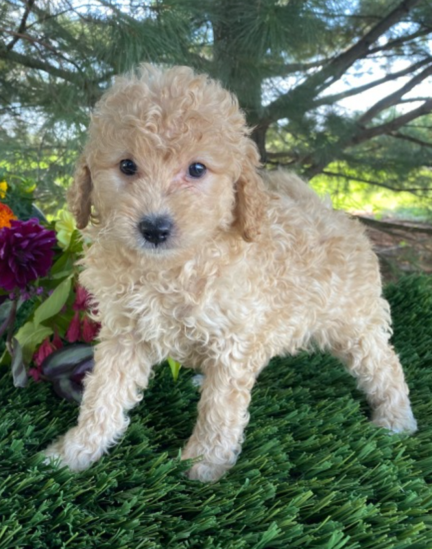 Goldendoodle puppies for sale Image eClassifieds4u