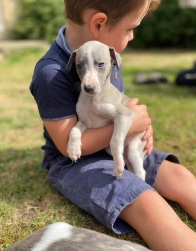 KC whippet puppies, READY NOW Image eClassifieds4u