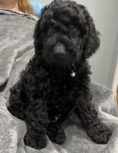 Beautiful C0CKAPOO puppies Image eClassifieds4u 2