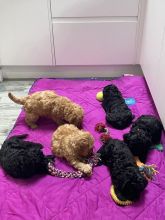 Beautiful C0CKAPOO puppies Image eClassifieds4u 1