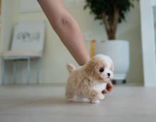 Amazing Toy Poodles for sale Image eClassifieds4u 3