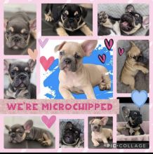 Beautiful French bulldog puppies !! Image eClassifieds4u 1